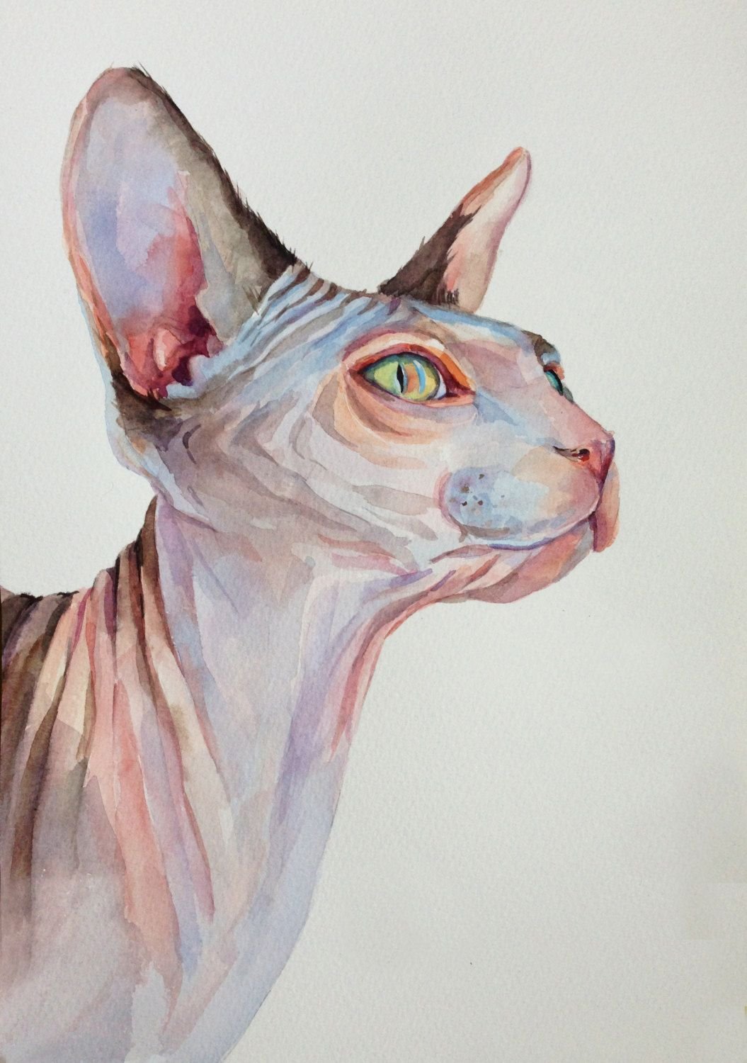 Сфинкс кошка рисунок - 72 фото