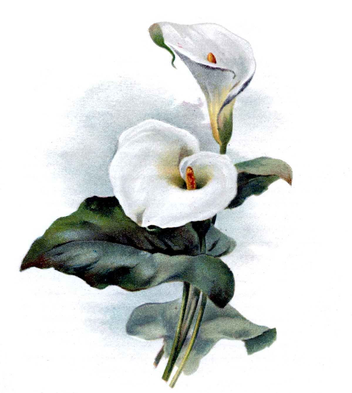Картина кала. Цветы каллы акварелью. Calla Lily. Калла Лилия цветок. Спатифиллум акварель.