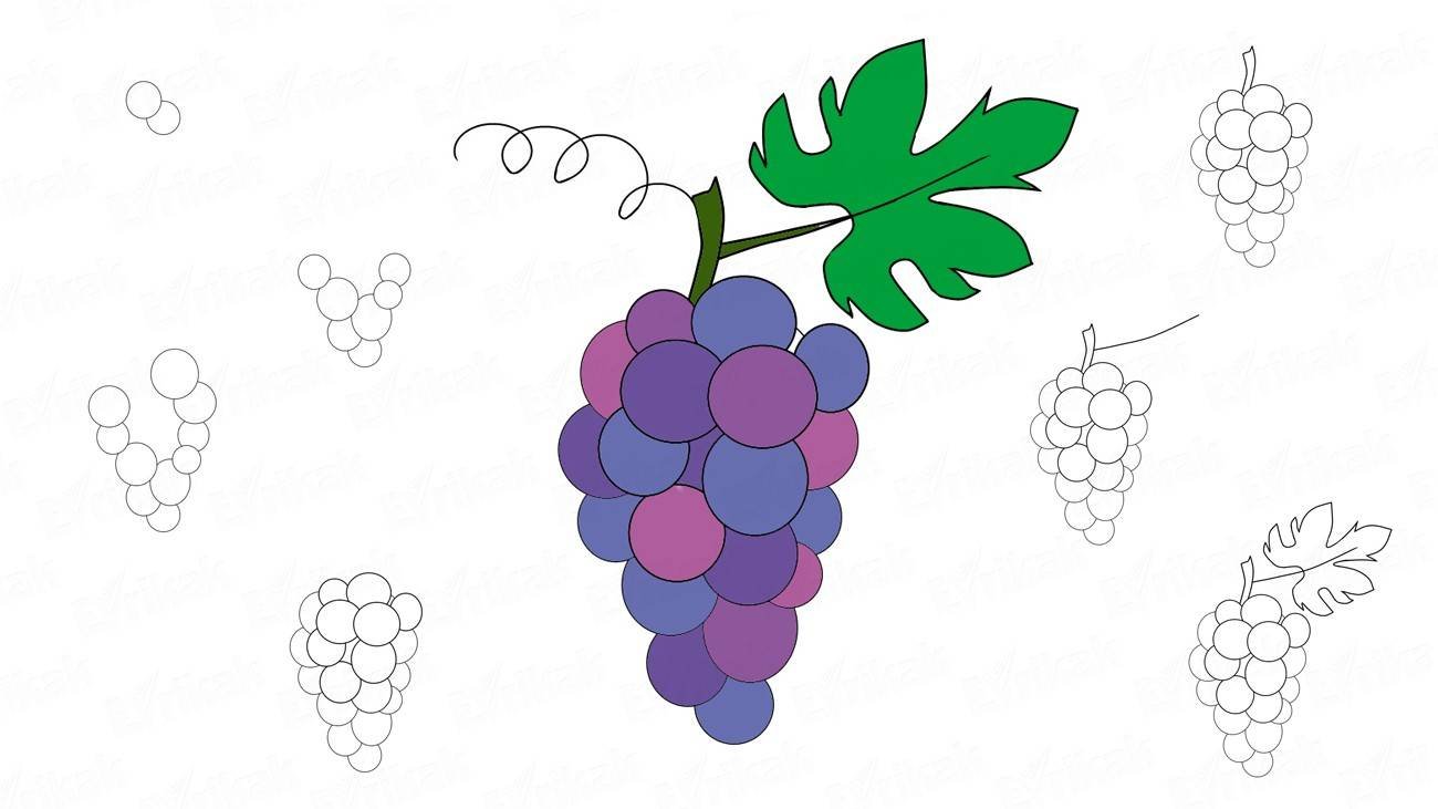 Виноградная гроздь рисунок - 59 фото