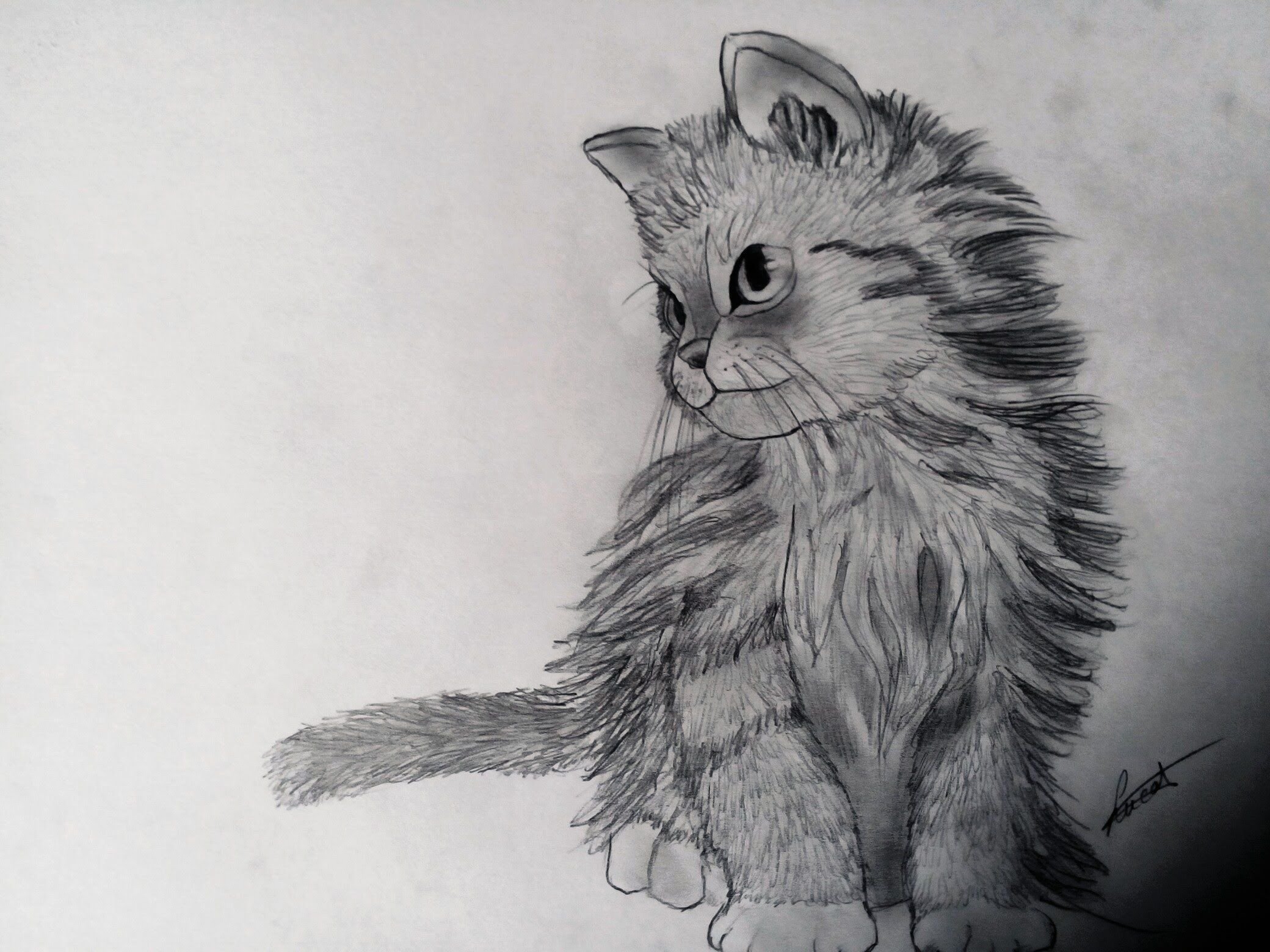 Chat рисует. Котенок карандашом. Рисунок кошки карандашом для срисовки. Рисунки маленьких котят карандашом. Длинный котик рисунок.