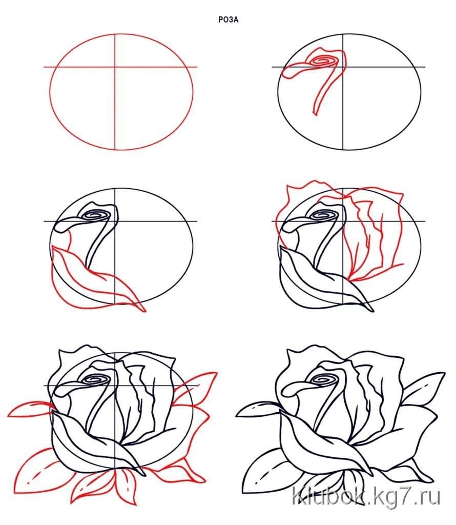 Поэтапное рисование розы карандашом для начинающих