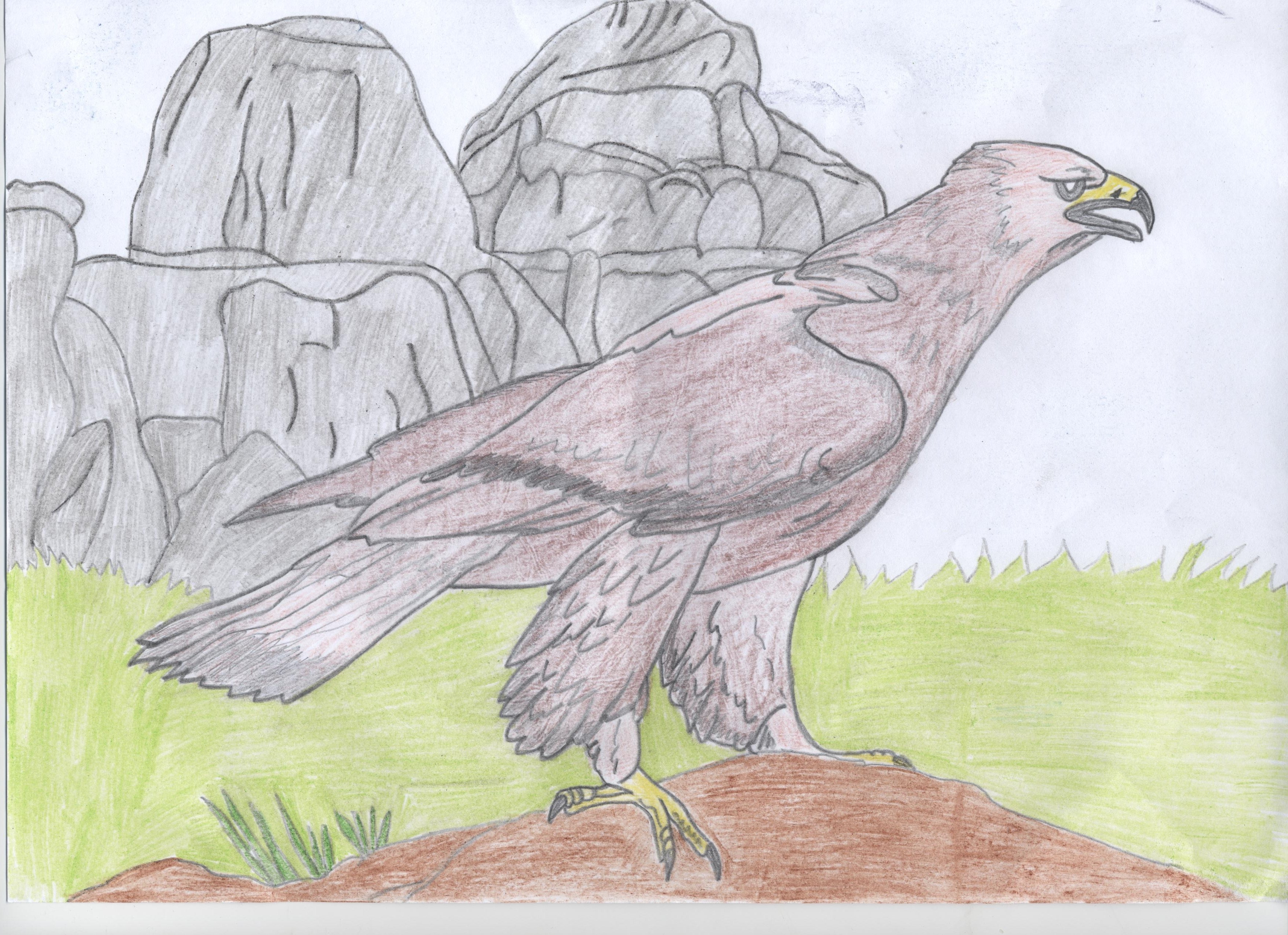 Беркут рисунок. Орел рисунок. Нарисовать орла. Рисунок орла карандашом для срисовки.