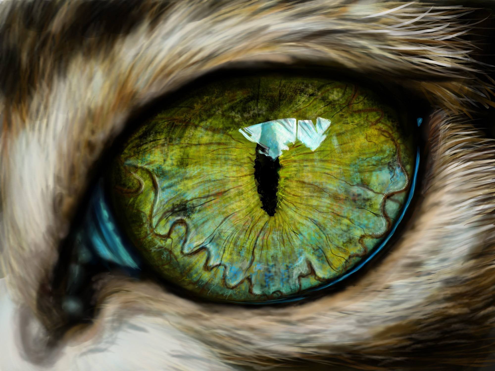 Радужка кошки. Глаза кошки. Кошачий глаз. Кошачий глаз арт. Необычные глаза животных.