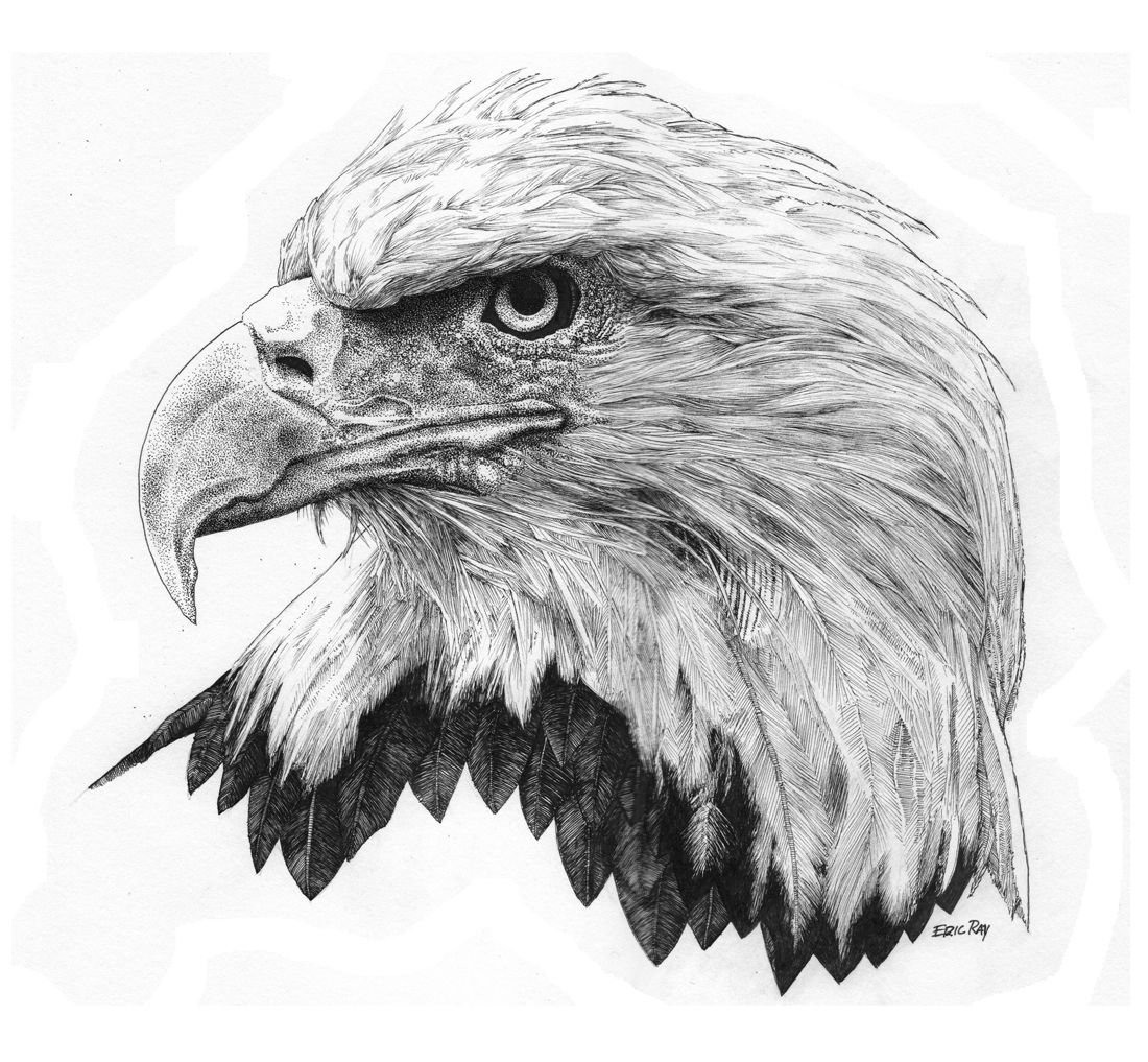 Рисунок орла. Орел рисунок. Орел карандашом. Рисунки Орлов. Голова орла эскиз.
