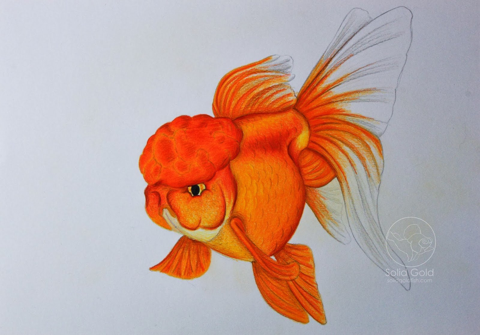 Золотая рыбка правильно. Рисование Золотая рыбка. Золотая рыбка рисунок. Золотая рыбка для срисовывания. Золотая рыбка для детей.