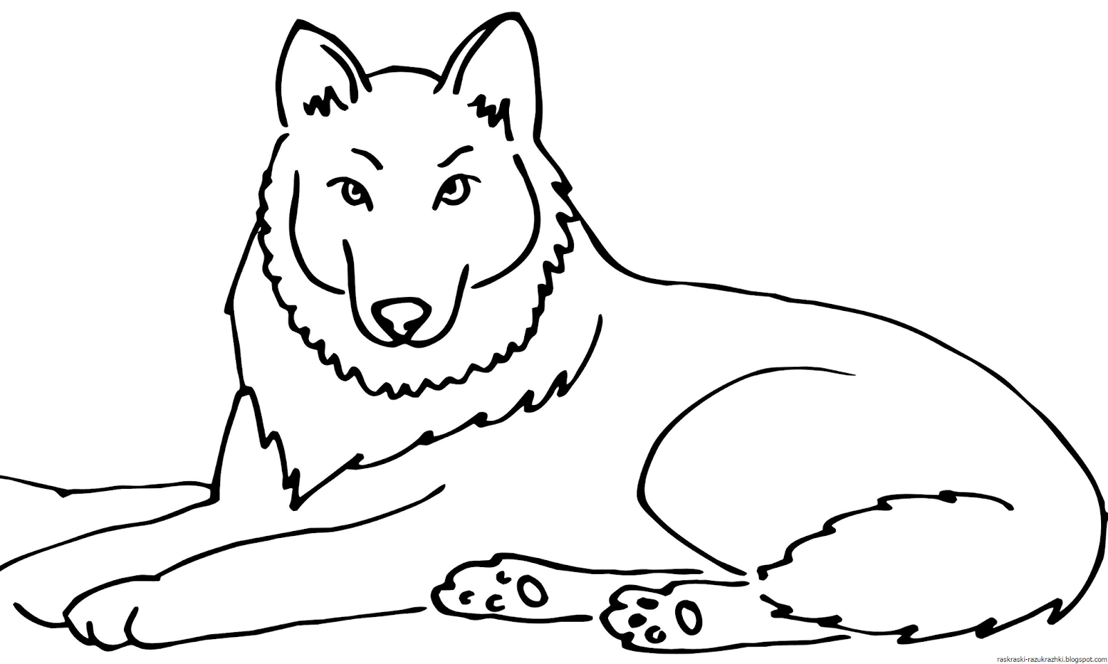 Раскраска Серый волк