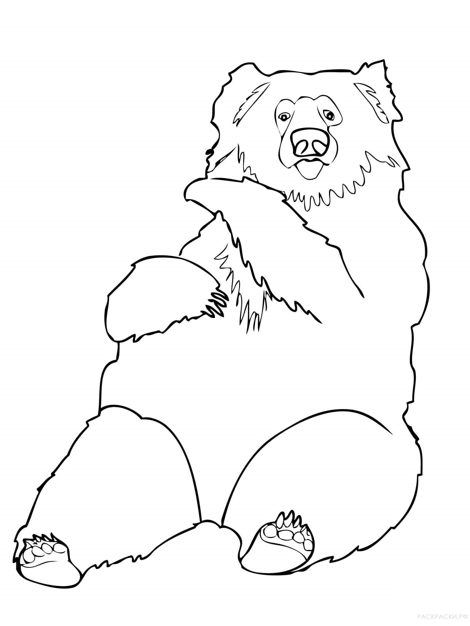 Распечатка медведя. Медведь раскраска. Медведь раскраска для детей. Гималайский медведь раскраска. Медведь для раскрашивания детям.