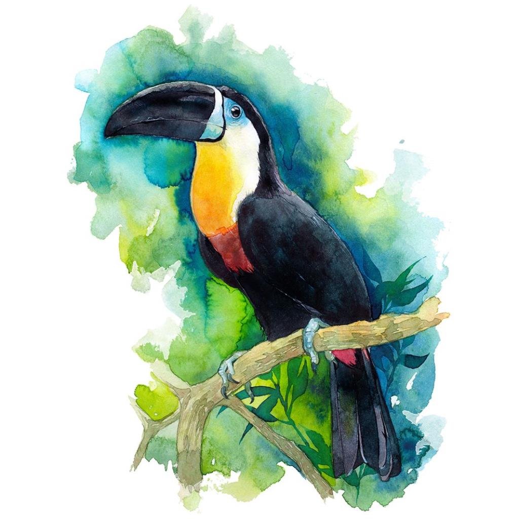 Рисунок тукан - 73 фото