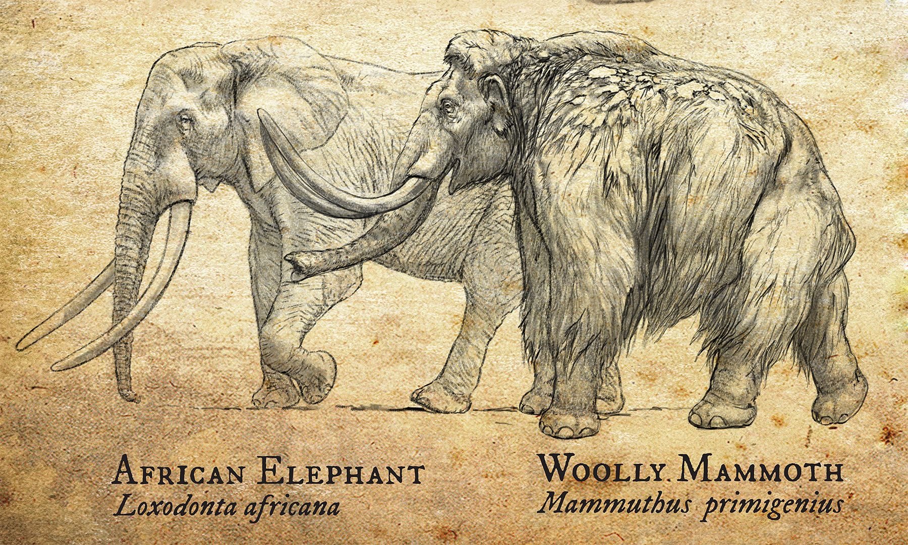 Мамонт рино. Шерстистый мамонт (Woolly Mammoth). Анатомия шерстистого мамонта. Мамонт Mammuthus primigenius. Мамонт гравюра.