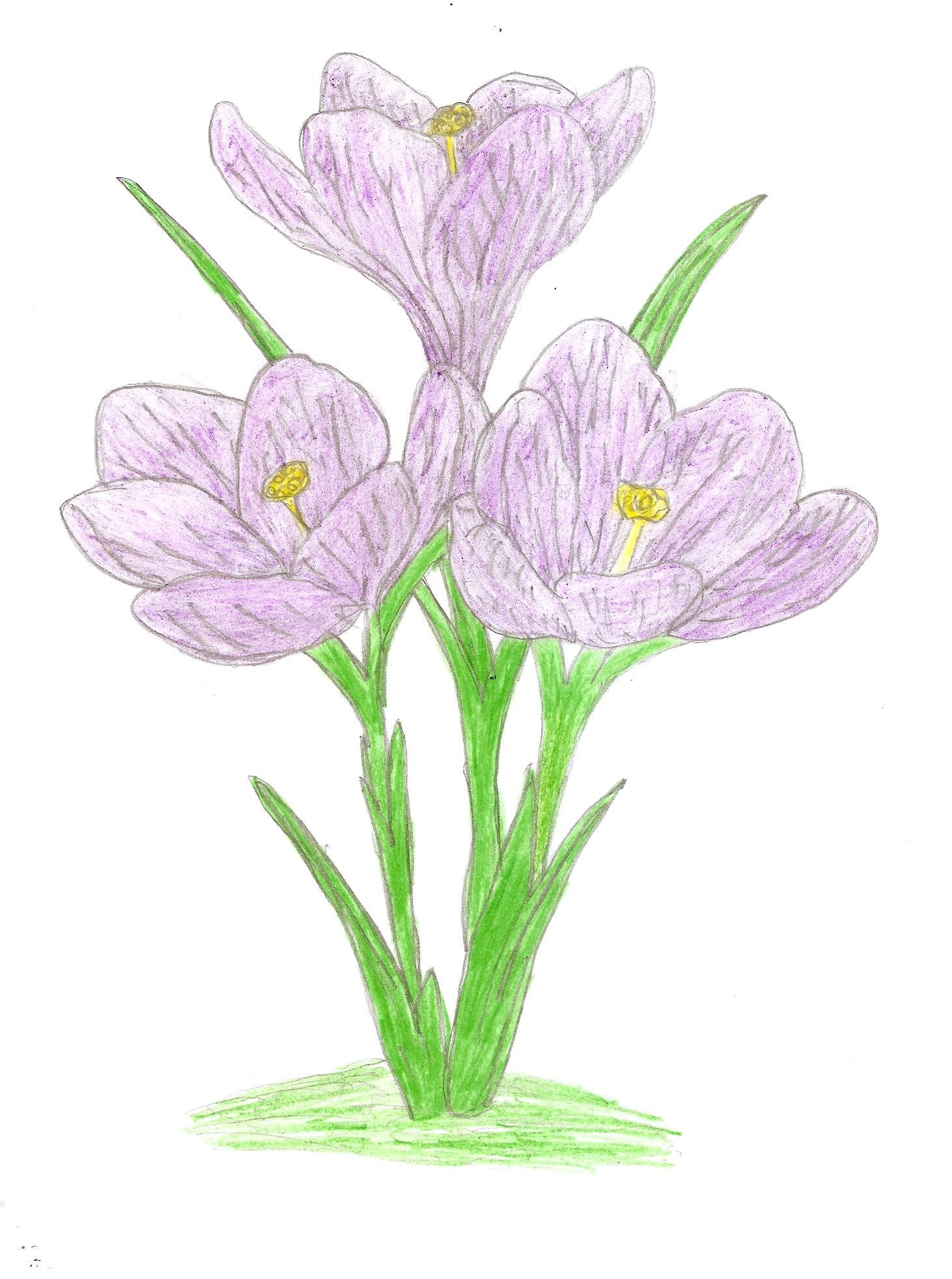Как нарисовать весенние цветы. Брандушка первоцвет. Рисунки весенних цветов. Весенние цветы рисунок для детей. Весенние цветы рисунок карандашом.