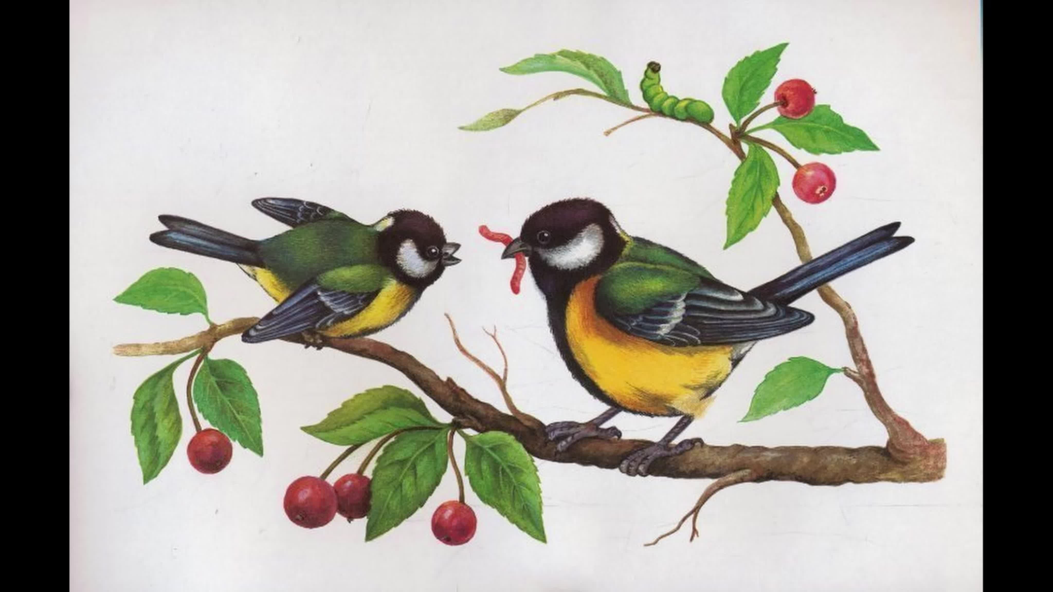 Картинки птичек для детей в детском саду. Изображение птиц для детей. Птица рисунок. Синица для детского сада. Синица рисунок.