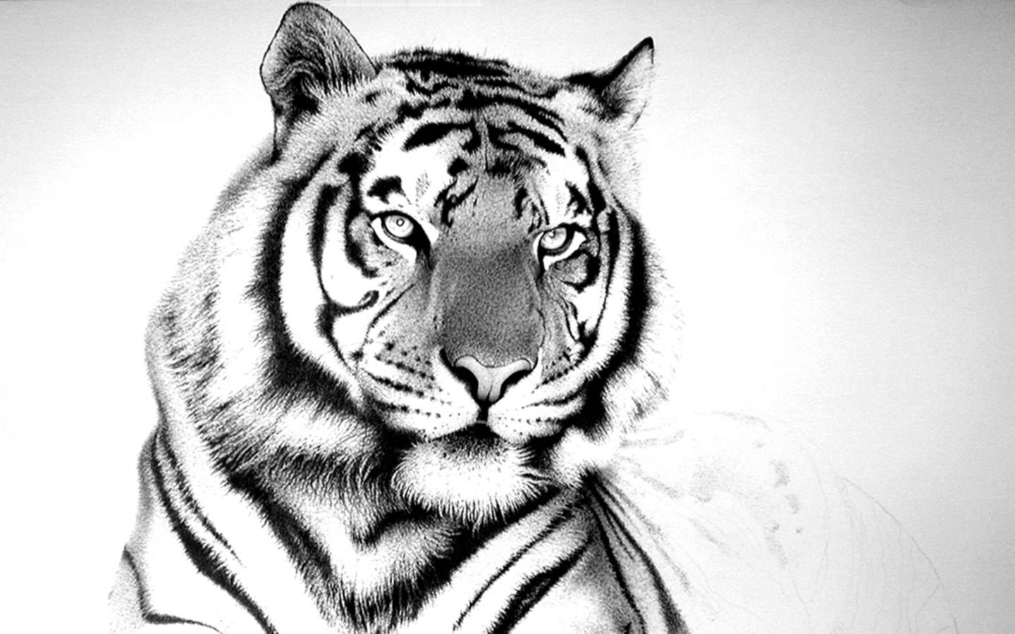 Рисунки в формате jpg. Черный тигр Кишан. Тигр рисунок. Тигр черно белый. Эскиз тигра.