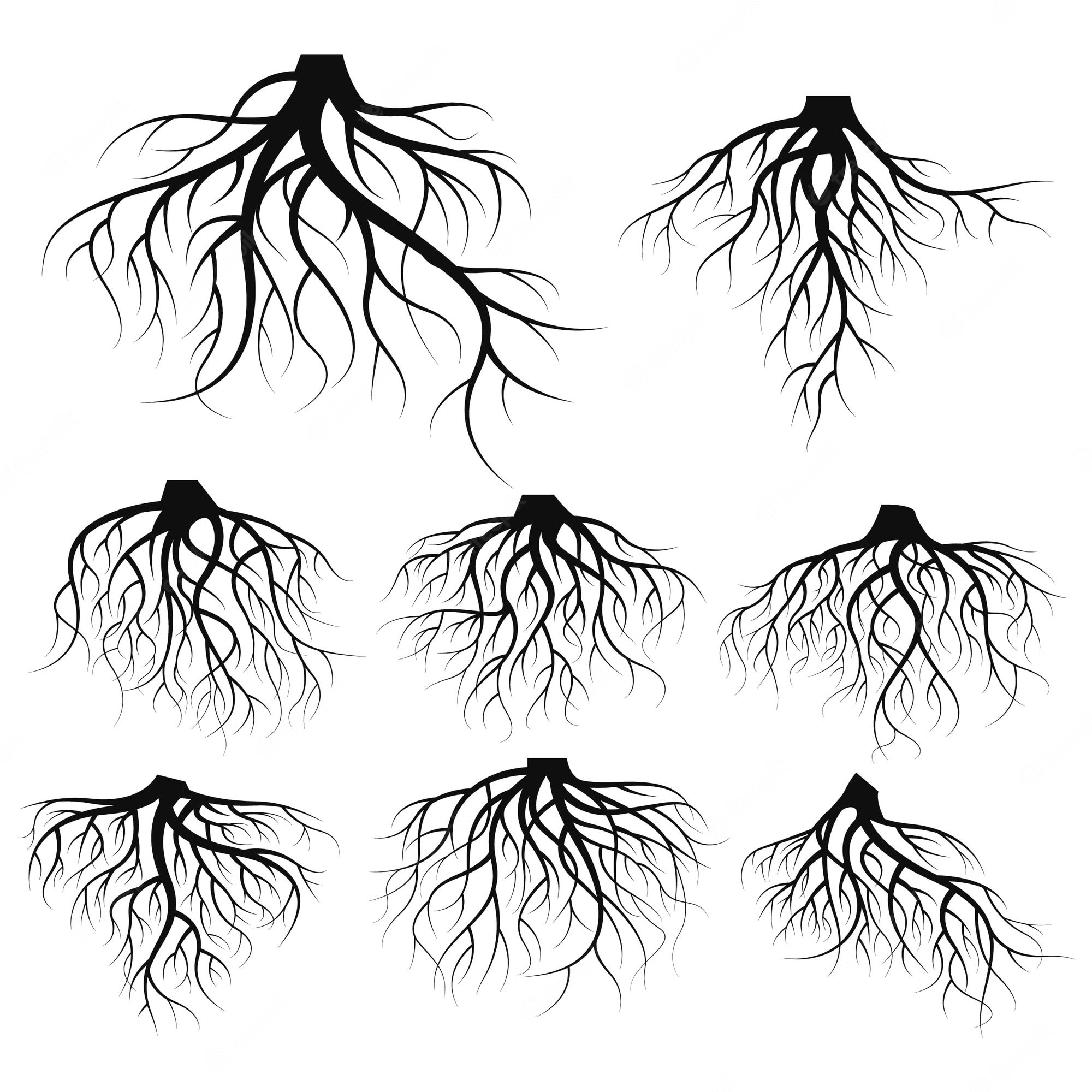 Корни черно белая. Корни эскиз. Корни дерева. Корни вектор. Корневая система деревьев.
