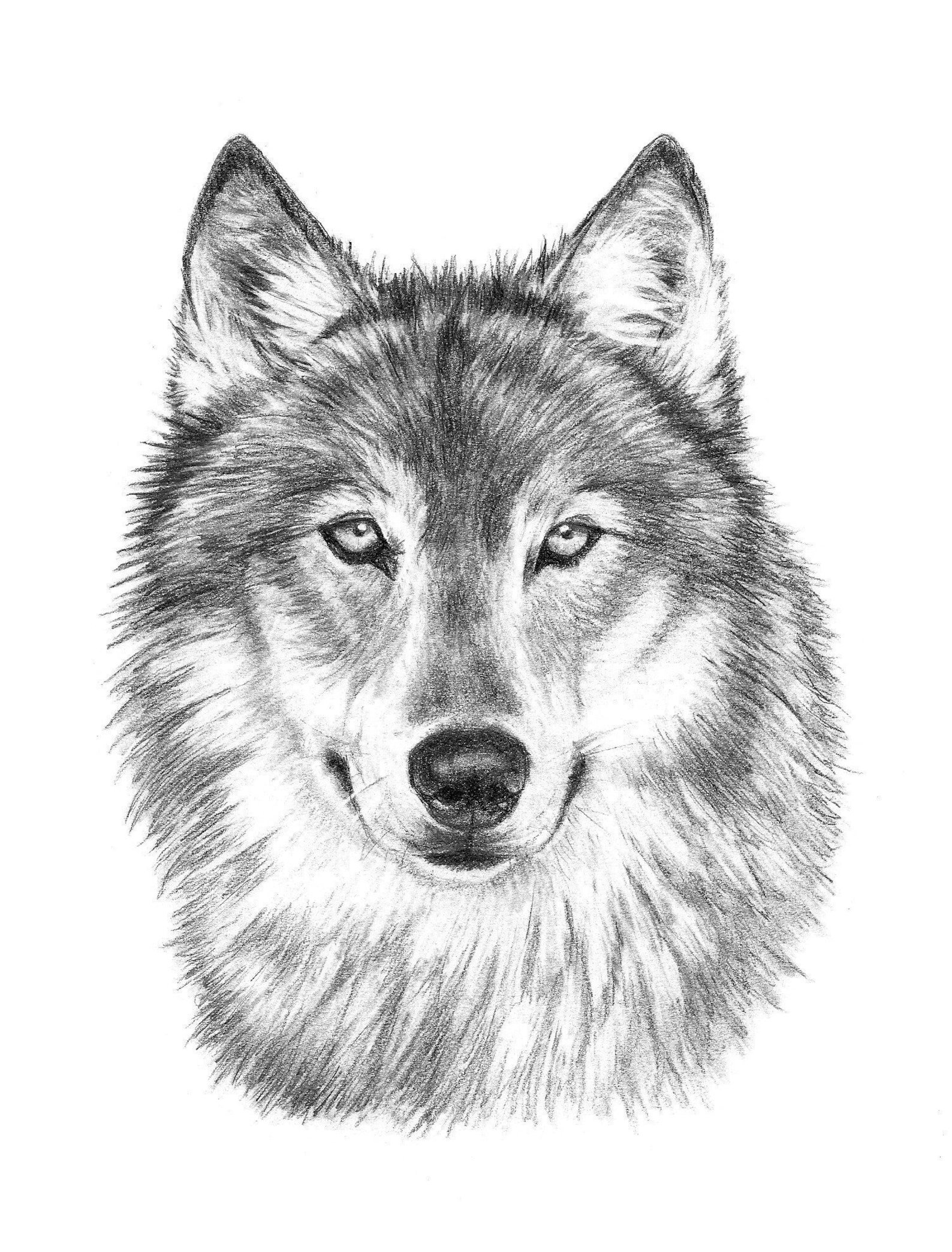 Картина волка карандашом