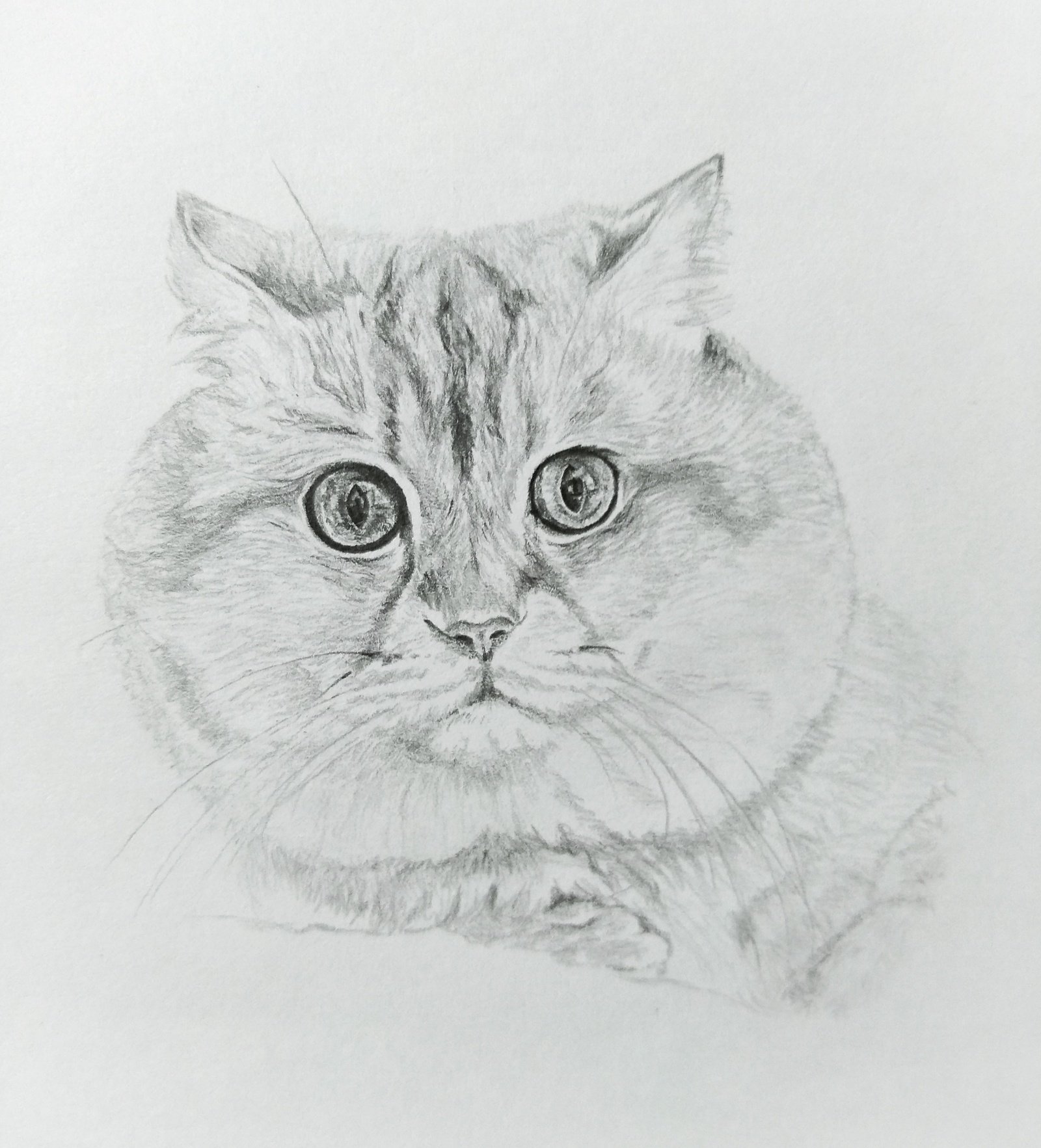 Фото рисунка кошки. Кошка карандашом. Котик карандашом. Рисунки котов карандашом. Котик рисунок карандашом.