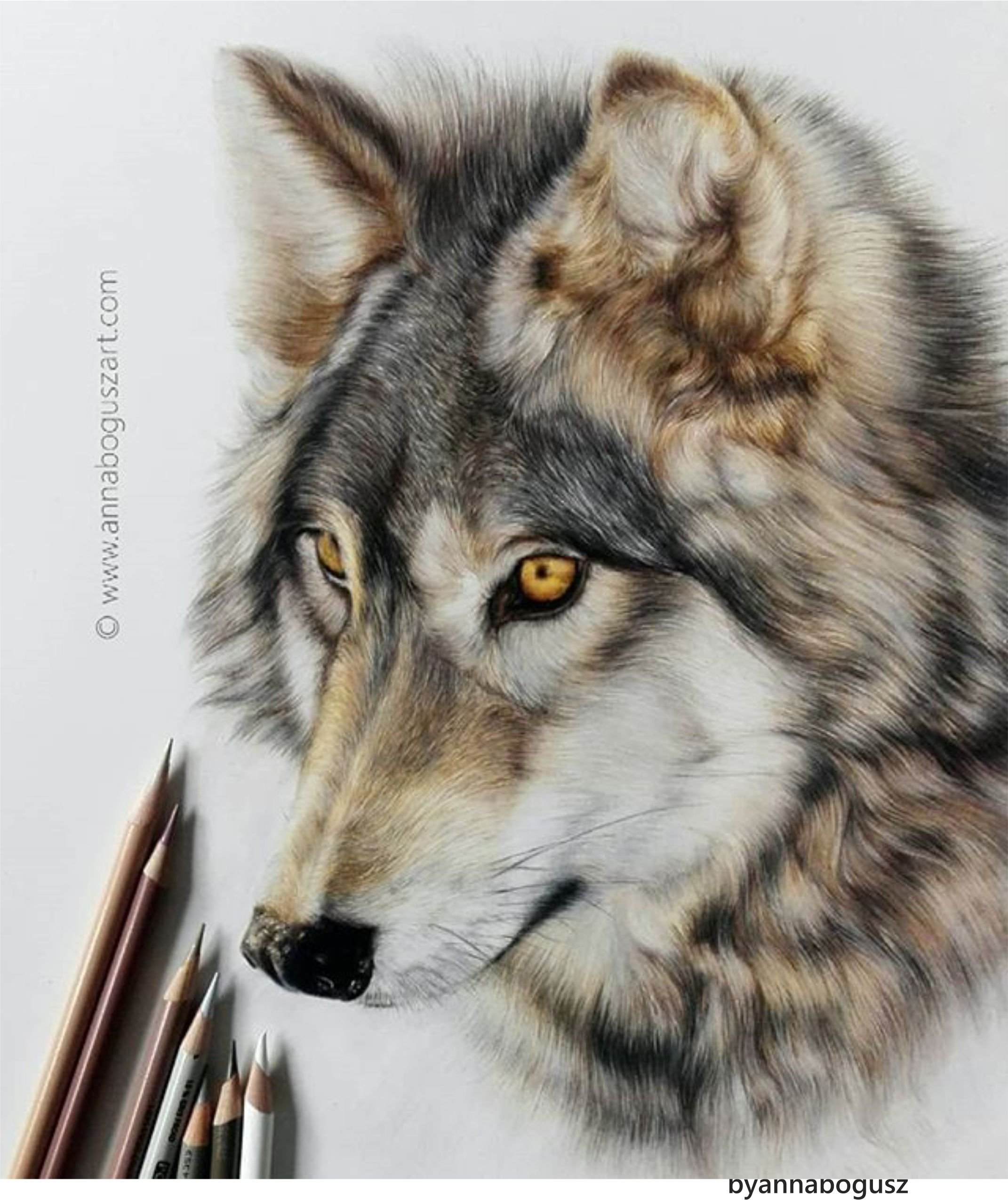 Цветные картинки волка. Волк цветными карандашами. Волк карандашом. Рисунки Волков. Морда волка  цветными карандашами.