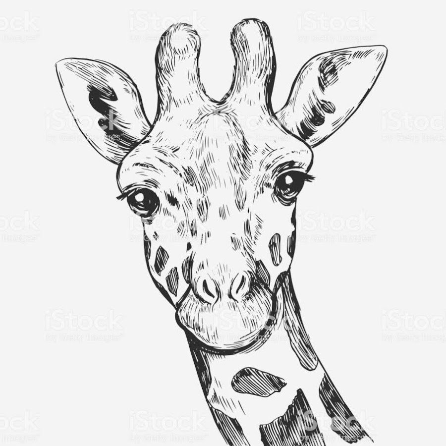 Голова жирафа выглядывает сбоку
