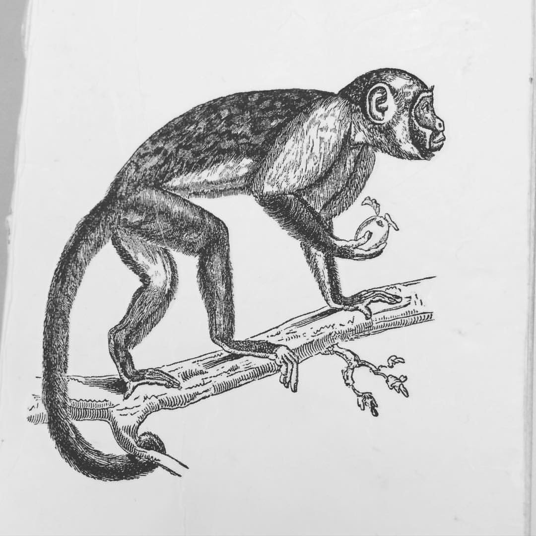 Зощенко обезьяна