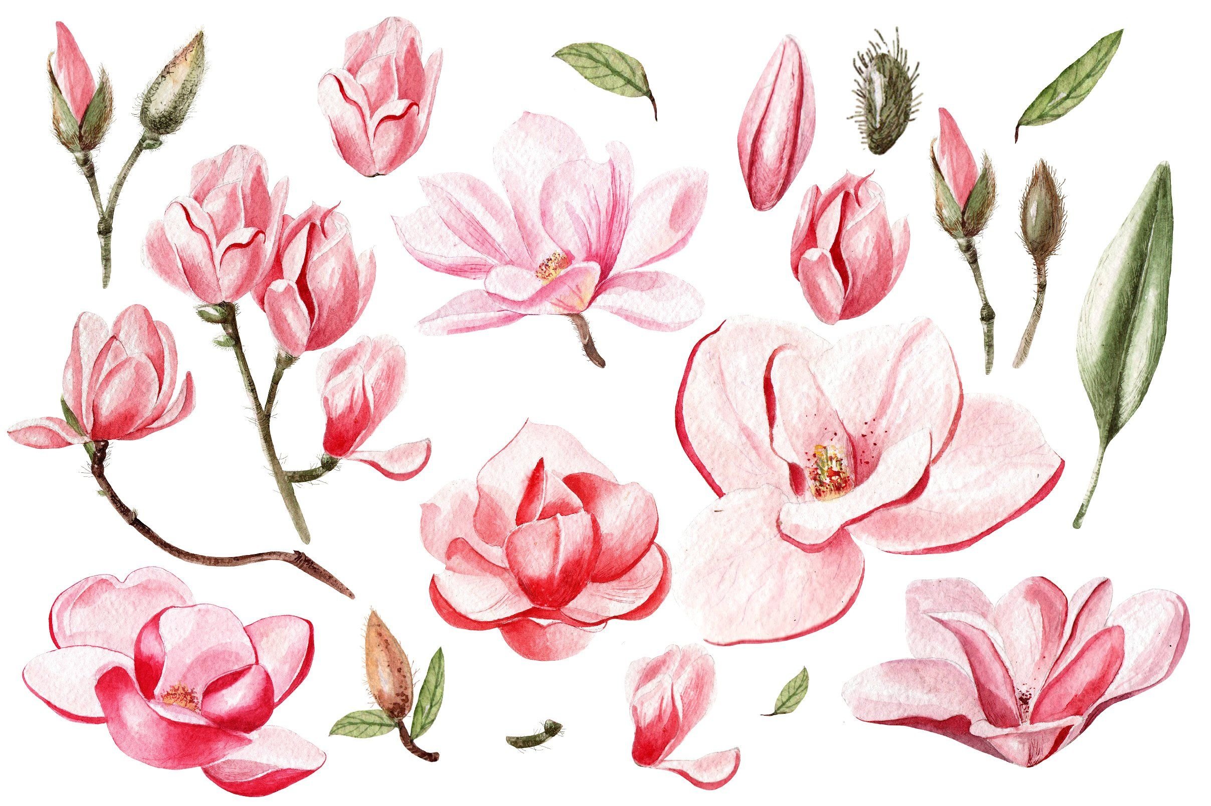 Розовый цветок нарисованный. Цветы магнолии. Магнолия бутон. Магнолия Суланжа акварель. Акварельные цветы.