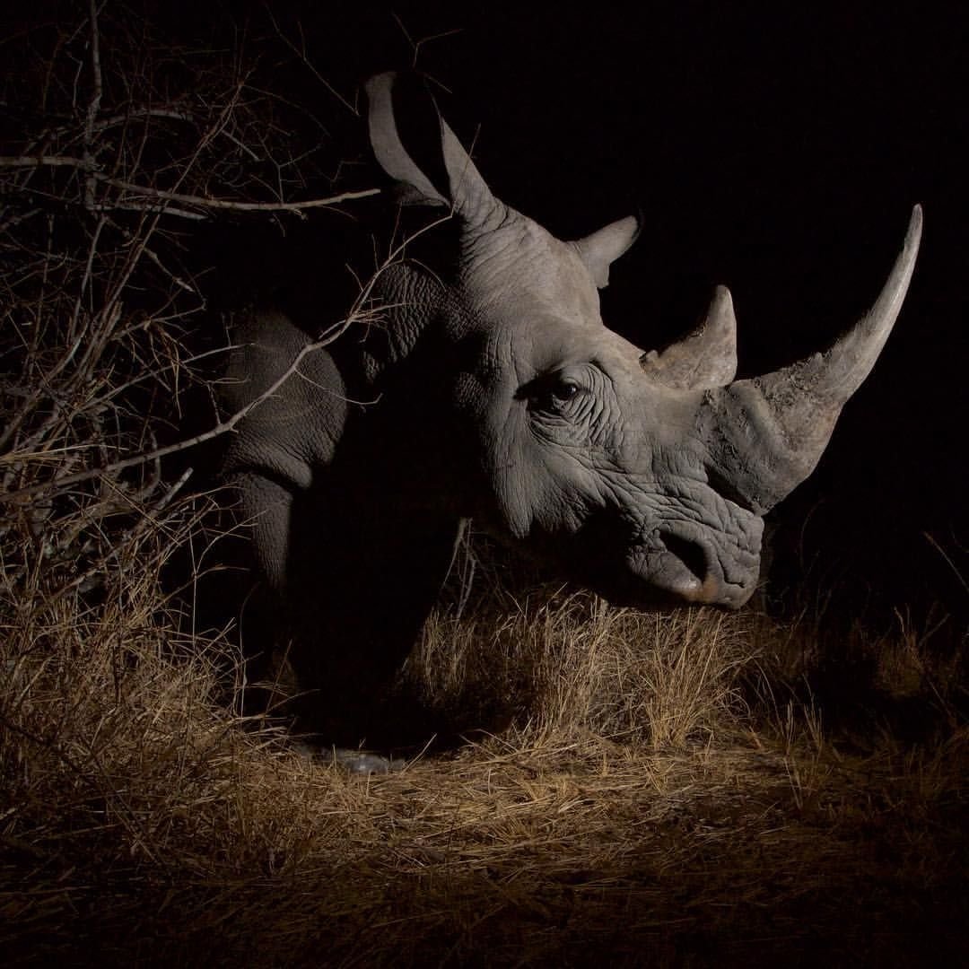 Носорог рептилия. Африканский белый носорог. Африканский черный носорог. Носорог ночью. Злой носорог.