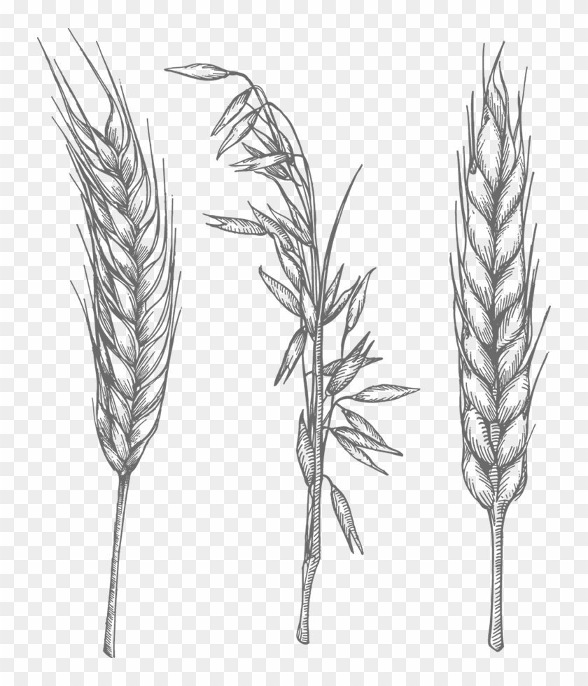 Описание ржи и пшеницы