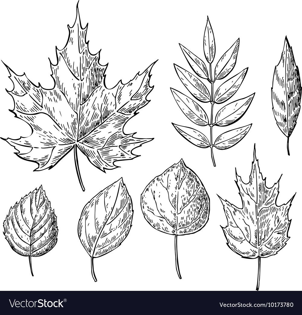 Как рисовать листья