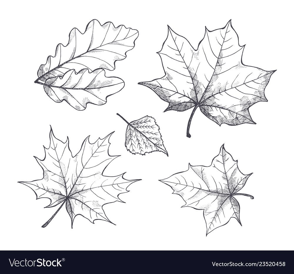 Листья клена эскиз