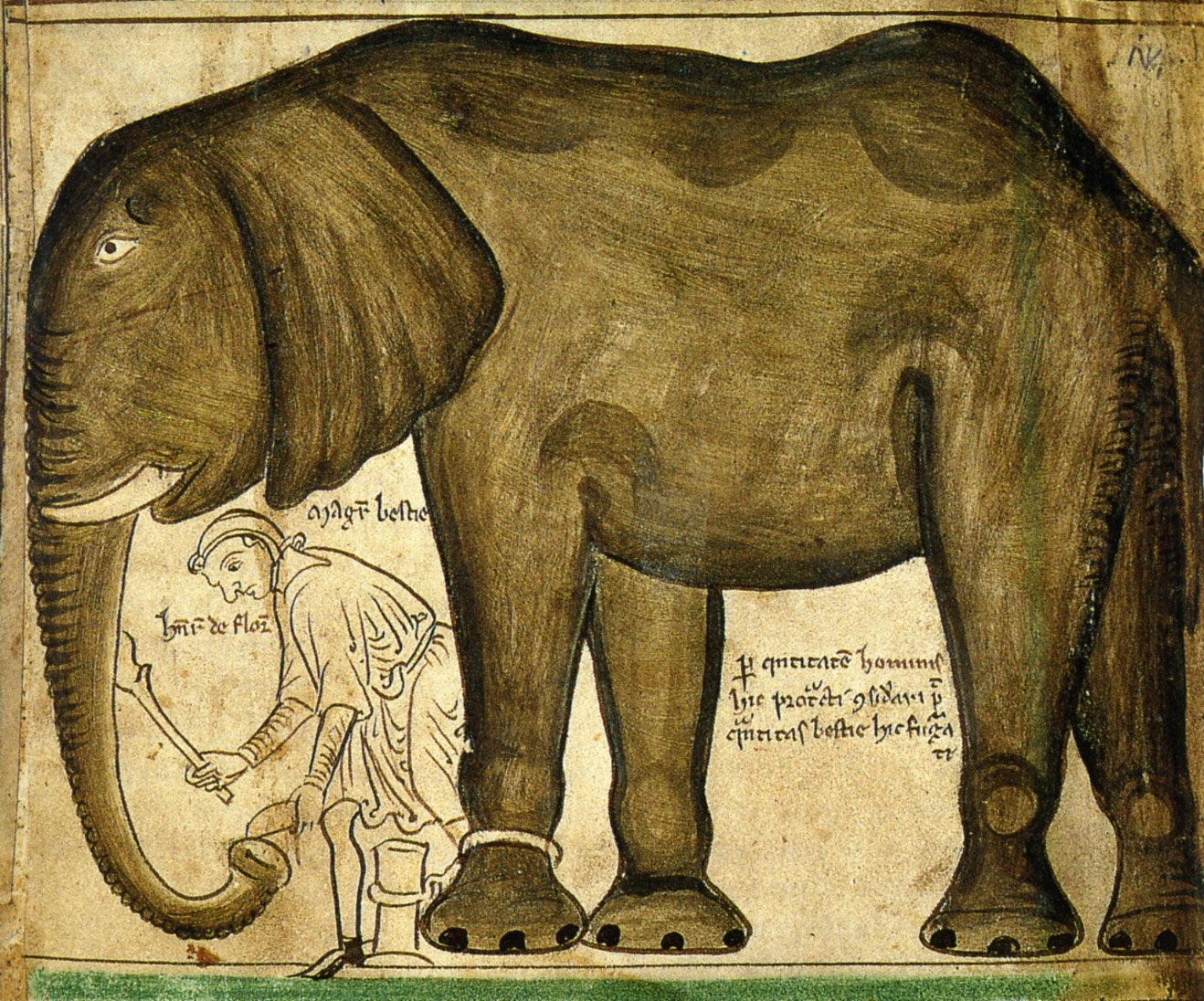 История слоника. Слоны. Слон древние изображения. Анатомия слона. Слоны в древних изображениях.