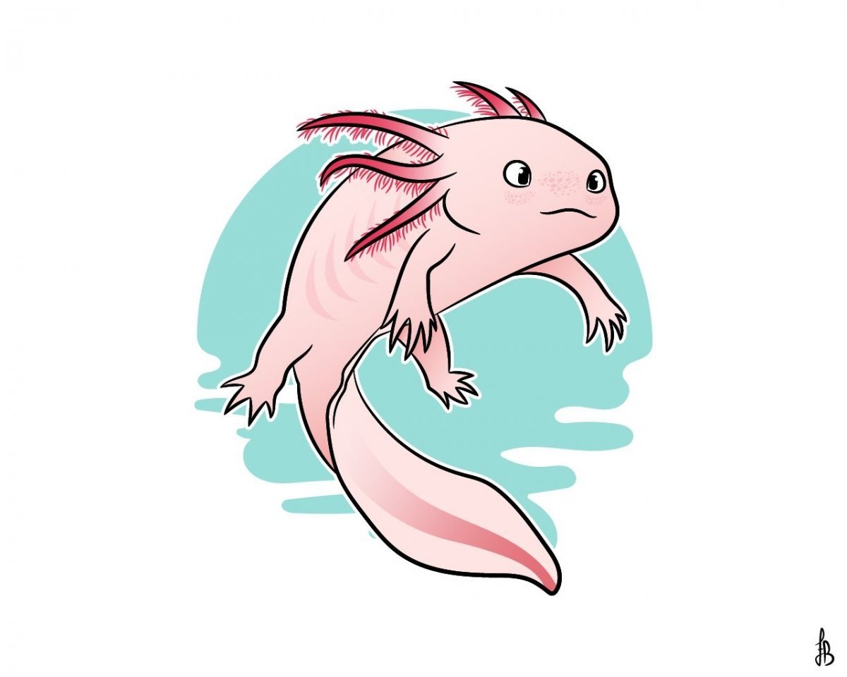 Фурсона аксолотль