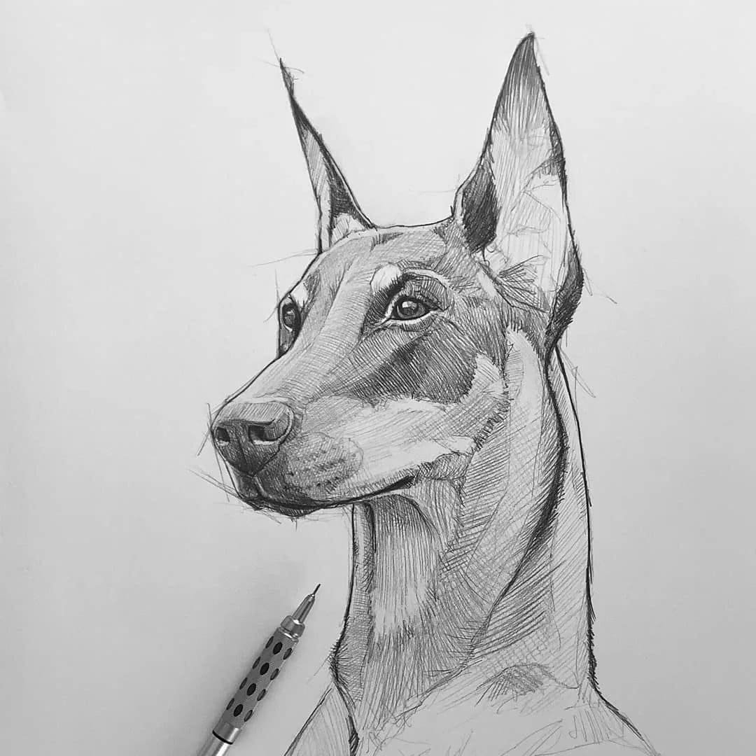 Собака рисунок карандашом легкий - 82 фото