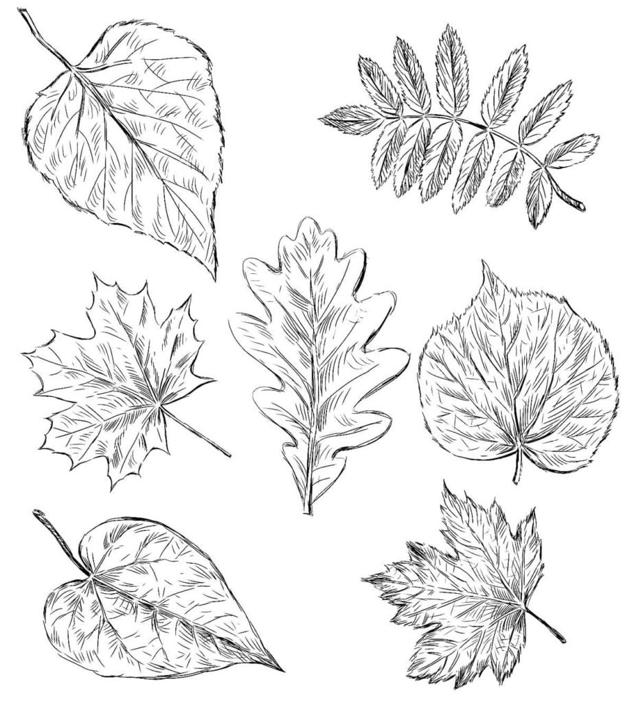 Как нарисовать экзотический листок