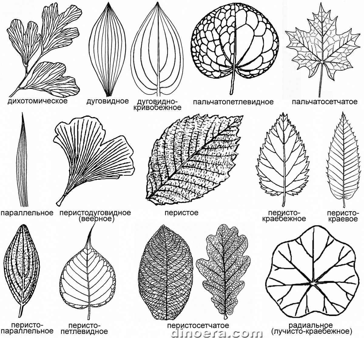 Стилизованные растительные формы