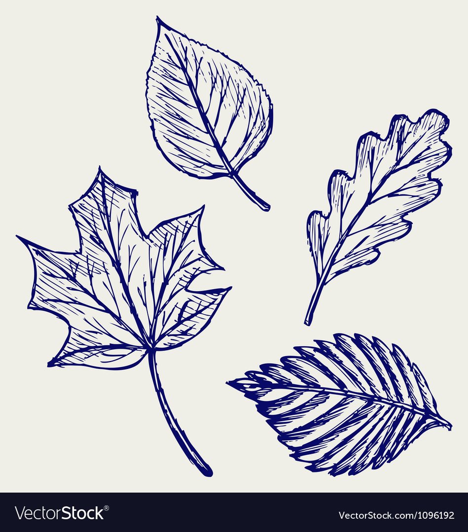 Лиственные деревья и их листья