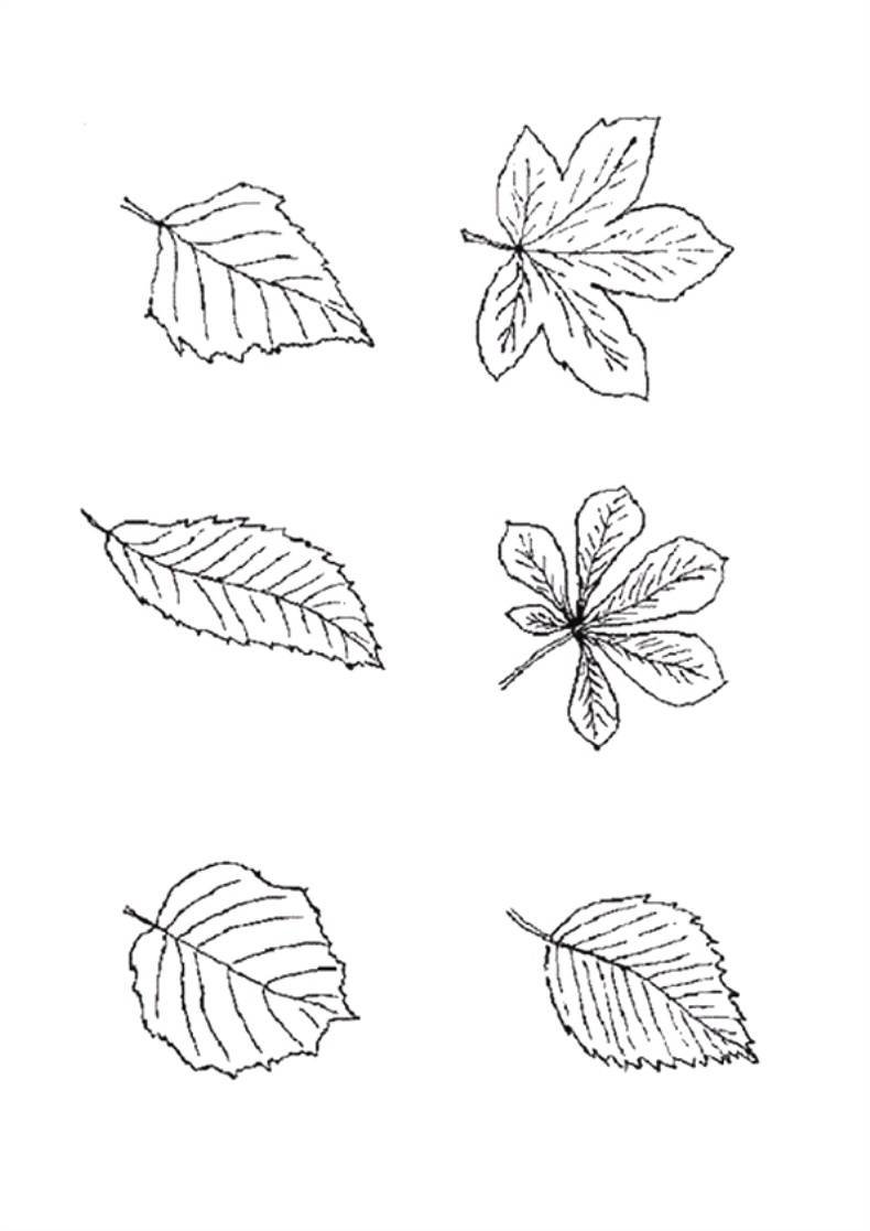 Листья разных деревьев без фона