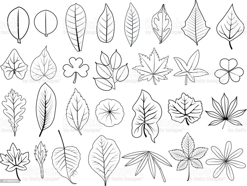 Листья скетч вектор