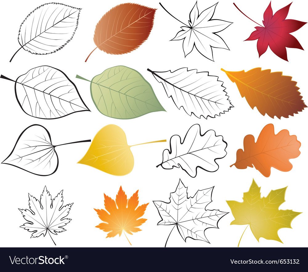 Векторные листочки