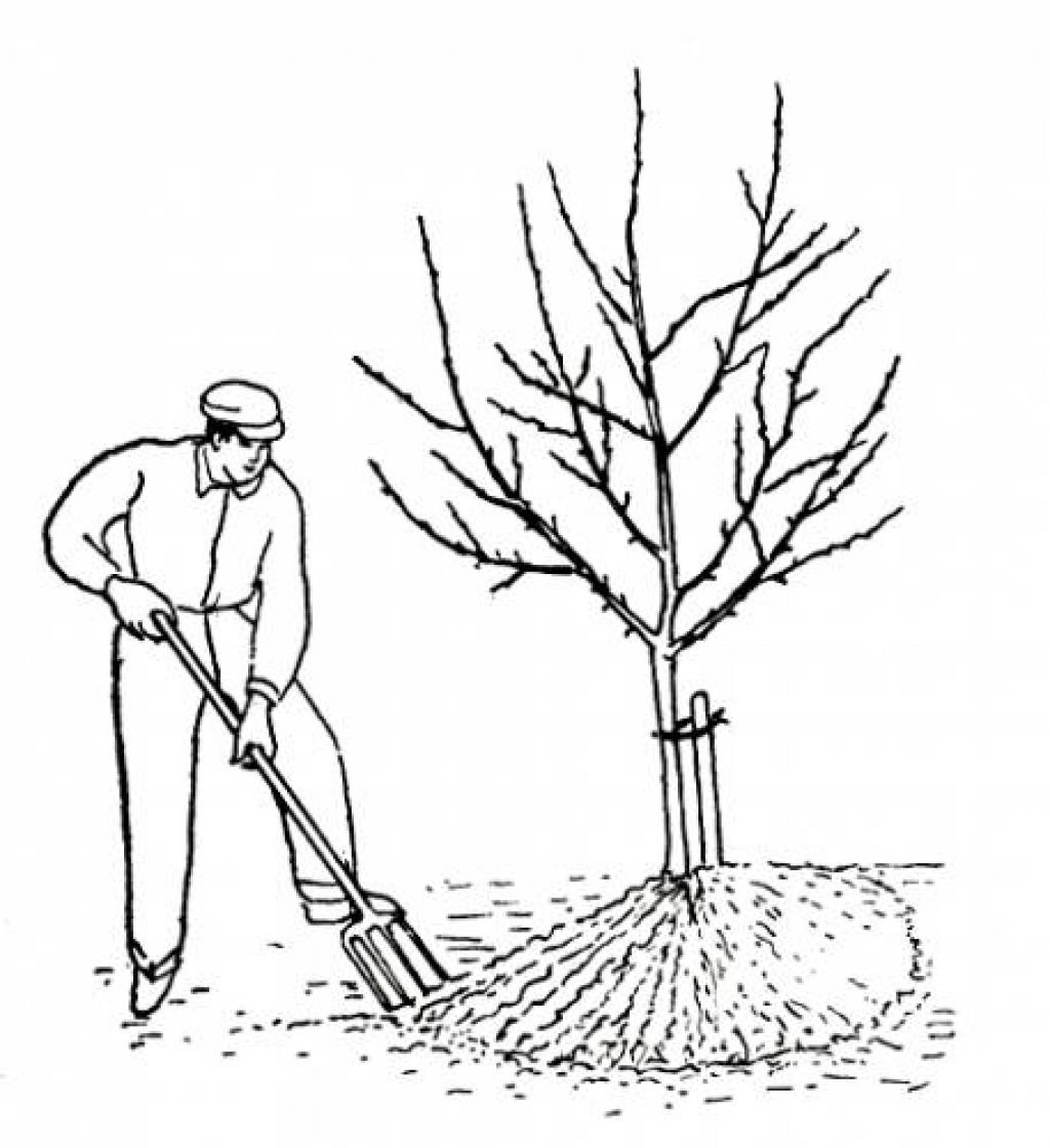 Посадить дерево ветками. Вскапывание приствольного круга. Правильная перекопка в приствольном кругу. Рыхление приствольного круга деревьев. Окапывание деревьев.