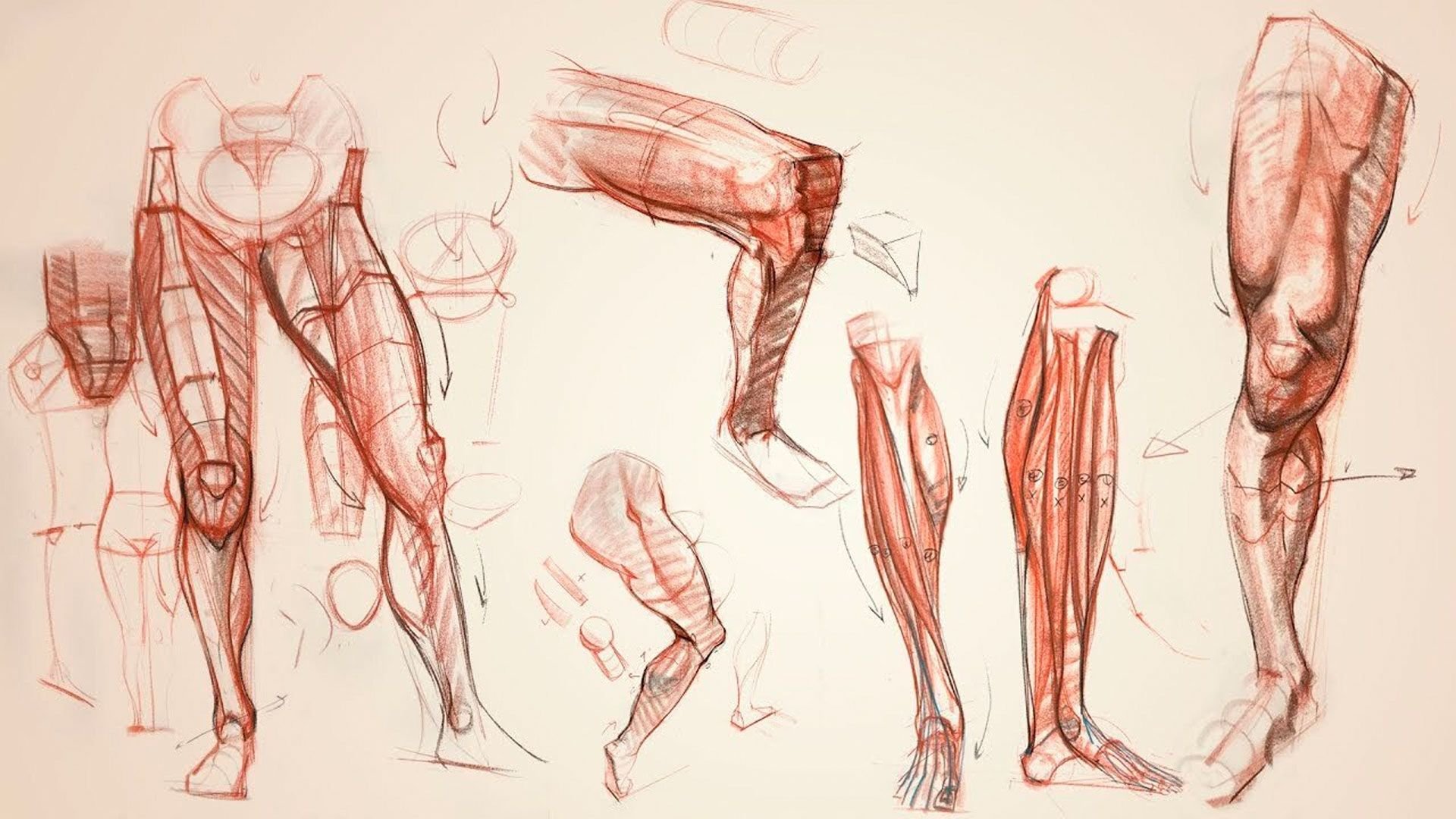 Leg art. Рыжкин анатомия конечностей. Готфрид Баммес анатомия. Готфрид Баммес анатомия ступни и ноги. Готфрид Баммес пластическая анатомия.