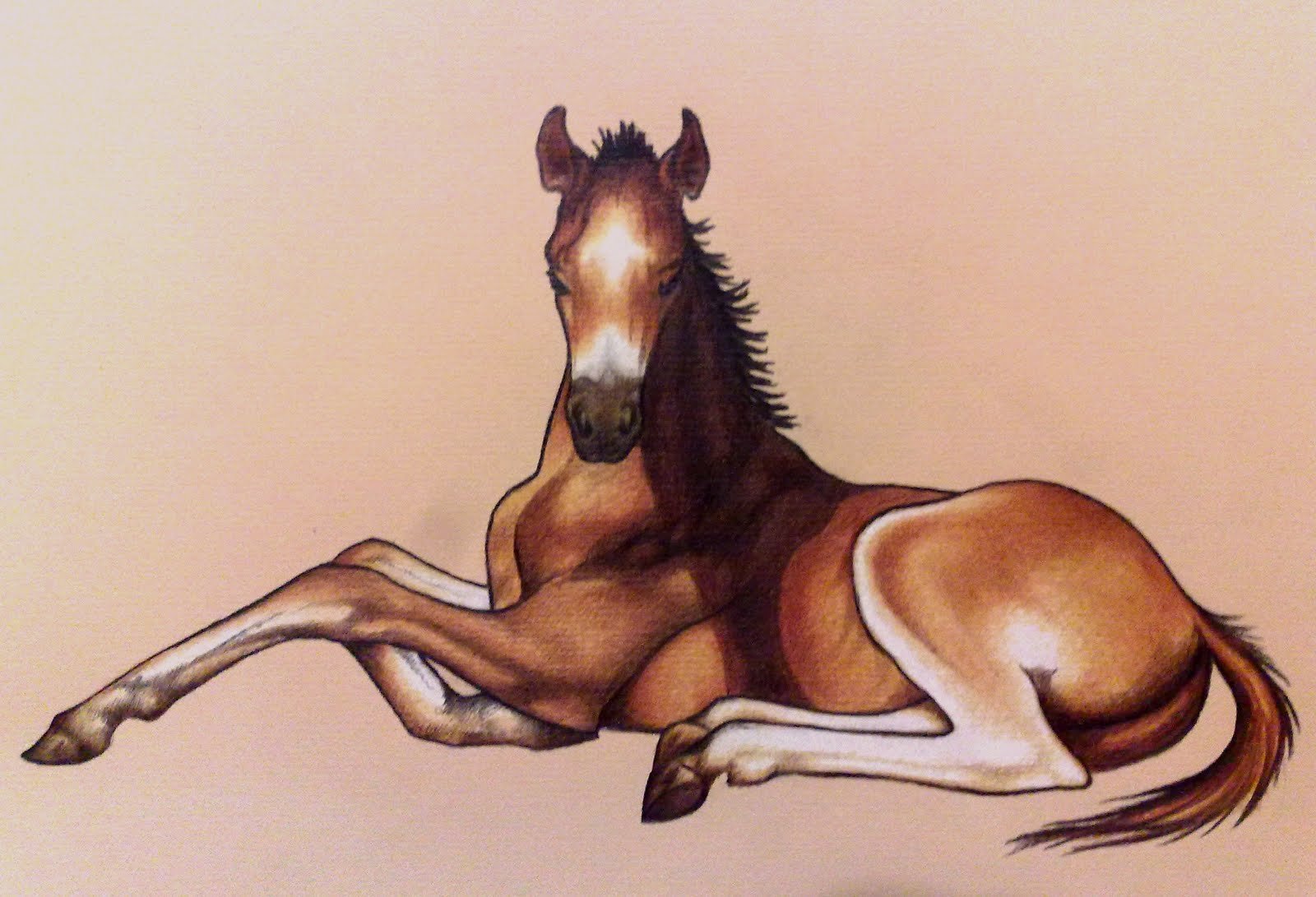 Лошадка сидит. Лошадь рисунок. Лошадь лежит. Лежачая лошадь. Сидячая лошадь.