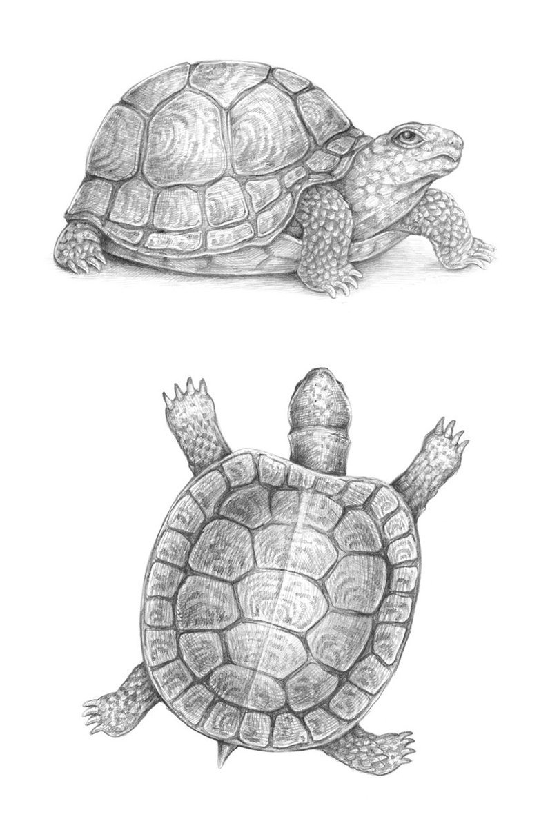 Черепаха рисунок карандашом - 73 фото