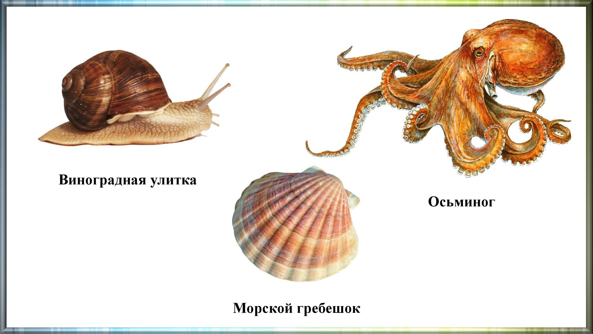 Приведите по три примера животных моллюски