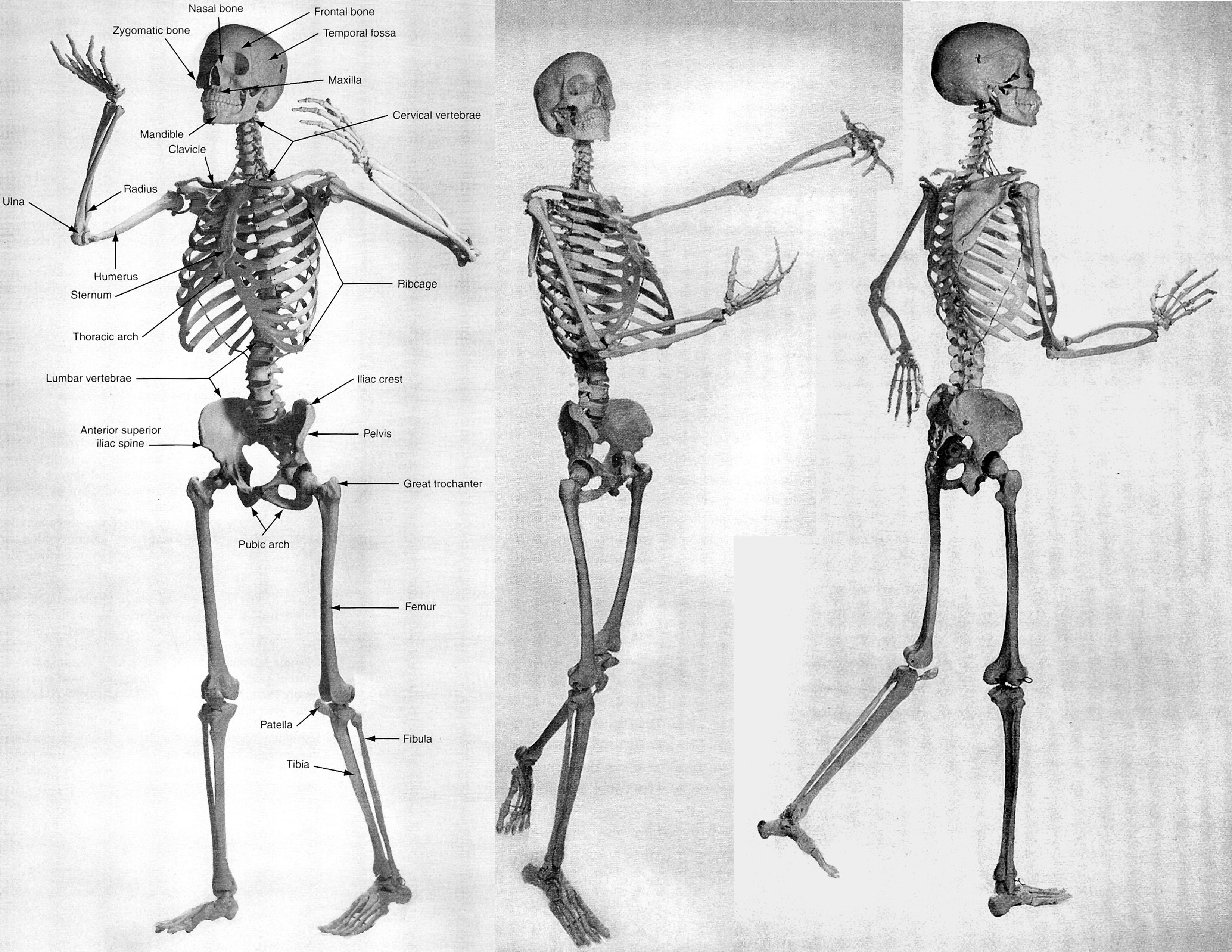 Скелет участвует в обмене. Скелет в полный рост референс. Скелет человека спереди и сбоку. Анатомия скелета человека референс. Скелет в движении.