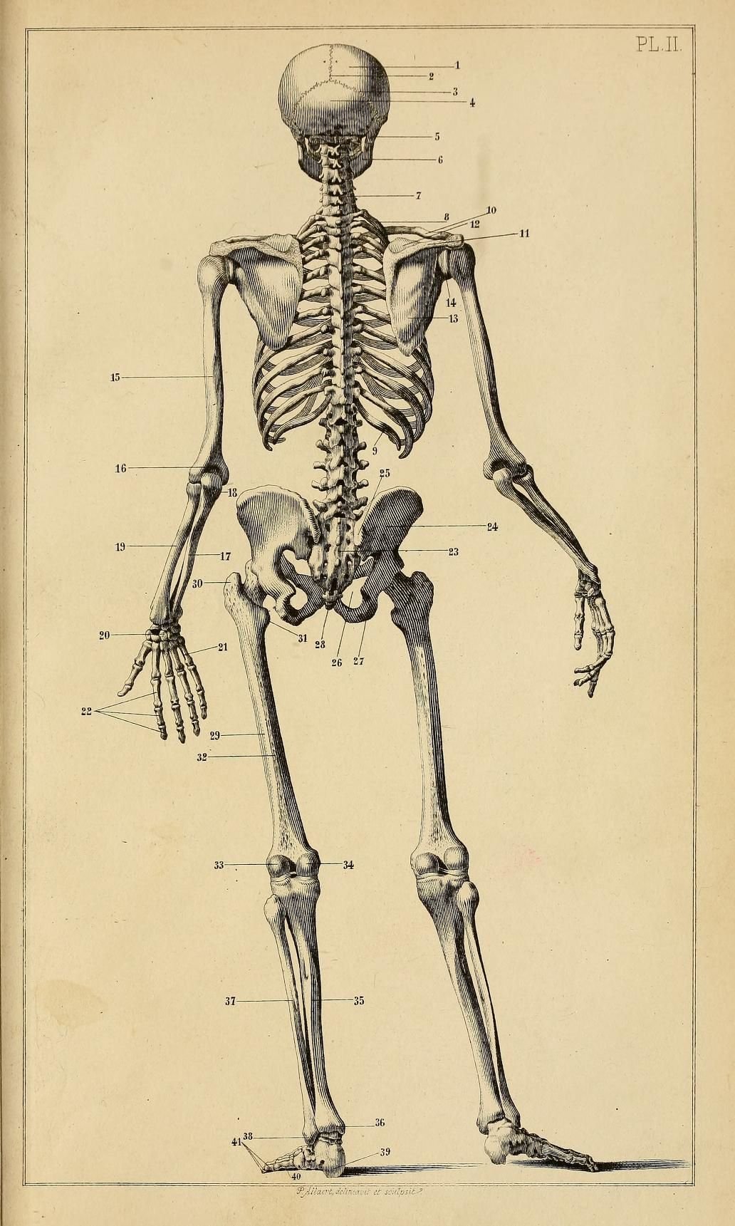 Скелет человека спина. Скелет пластическая анатомия. Баммес скелет человека. Скелет со спины.