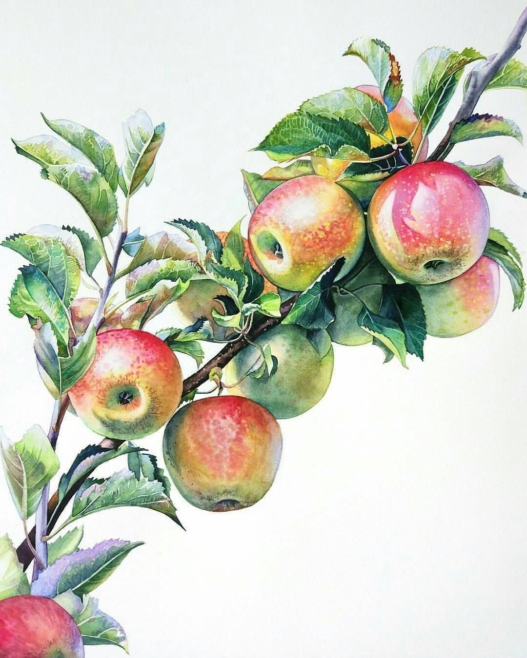 Ветка с яблоками рисунок - 56 фото