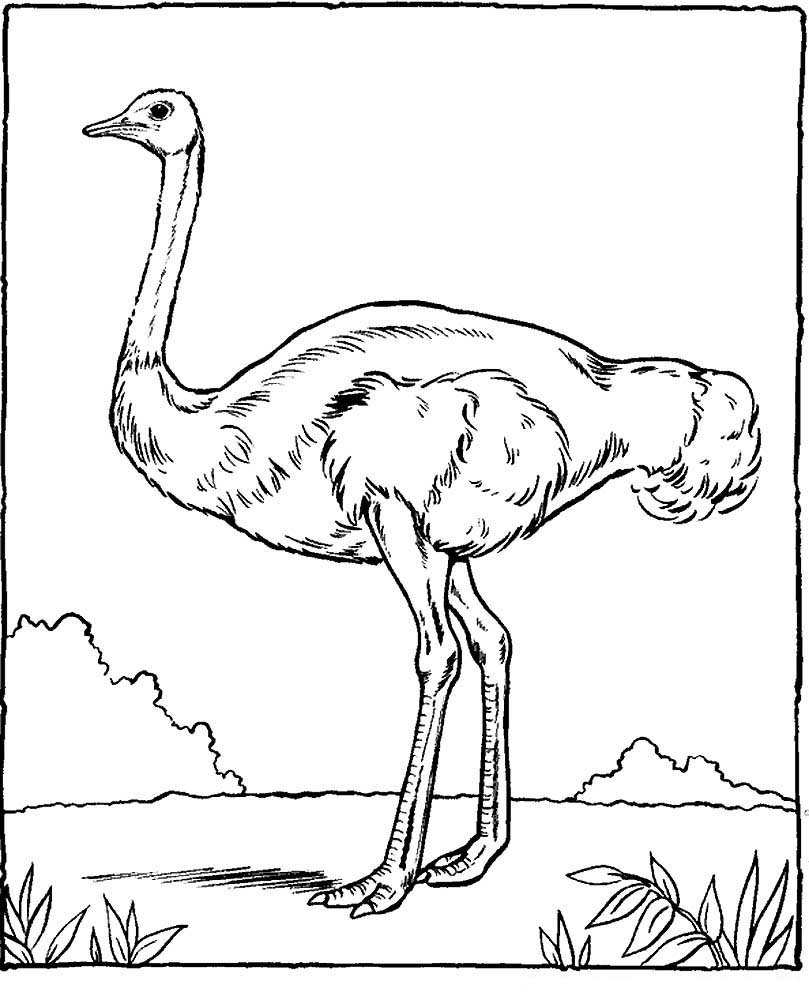 Страус детский рисунок