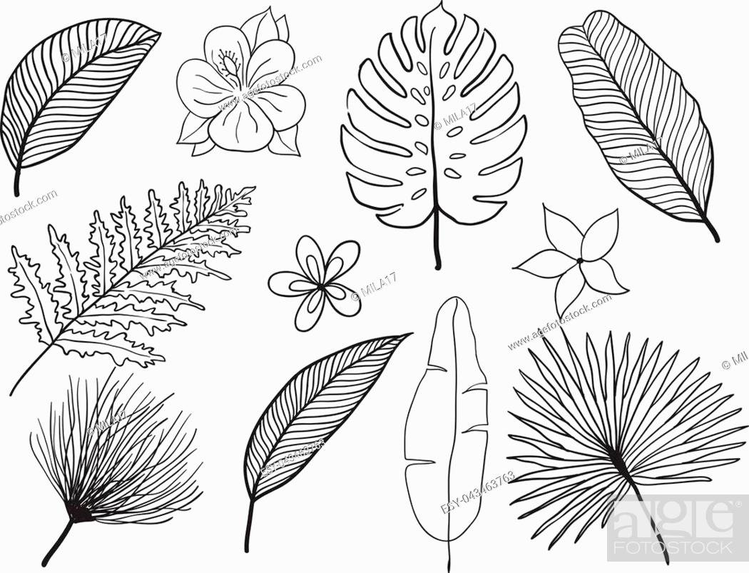 Рисунок карандашом тропические листья