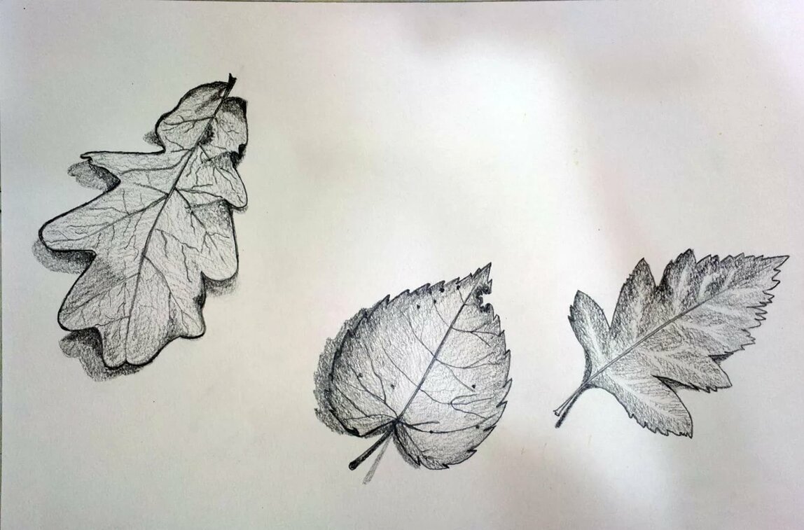 Картинка лист карандашом. Листья карандашом. Зарисовки осенних листьев. Листик карандашом. Листья простым карандашом.