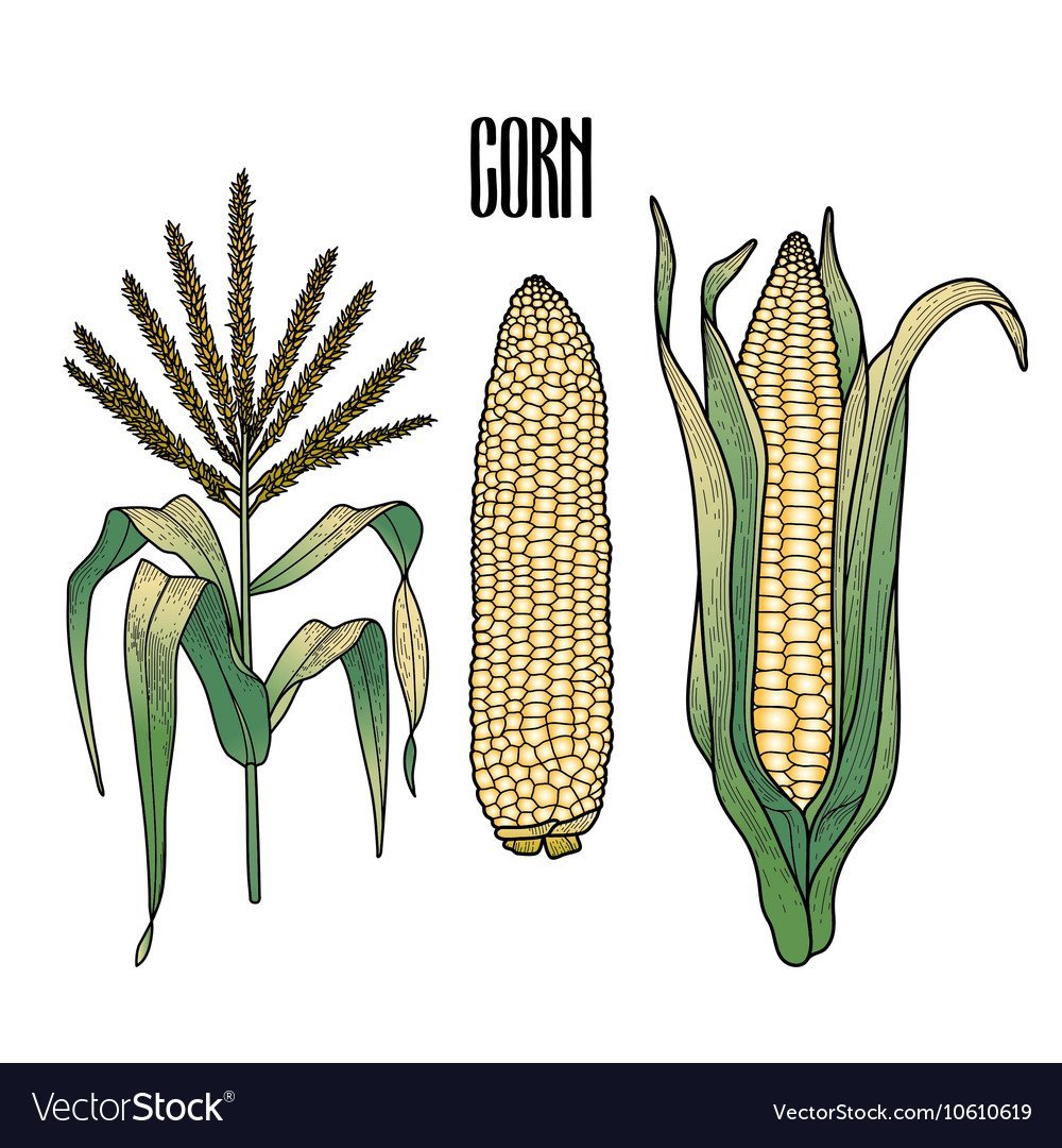 Кукуруза фармакогнозия рисунок