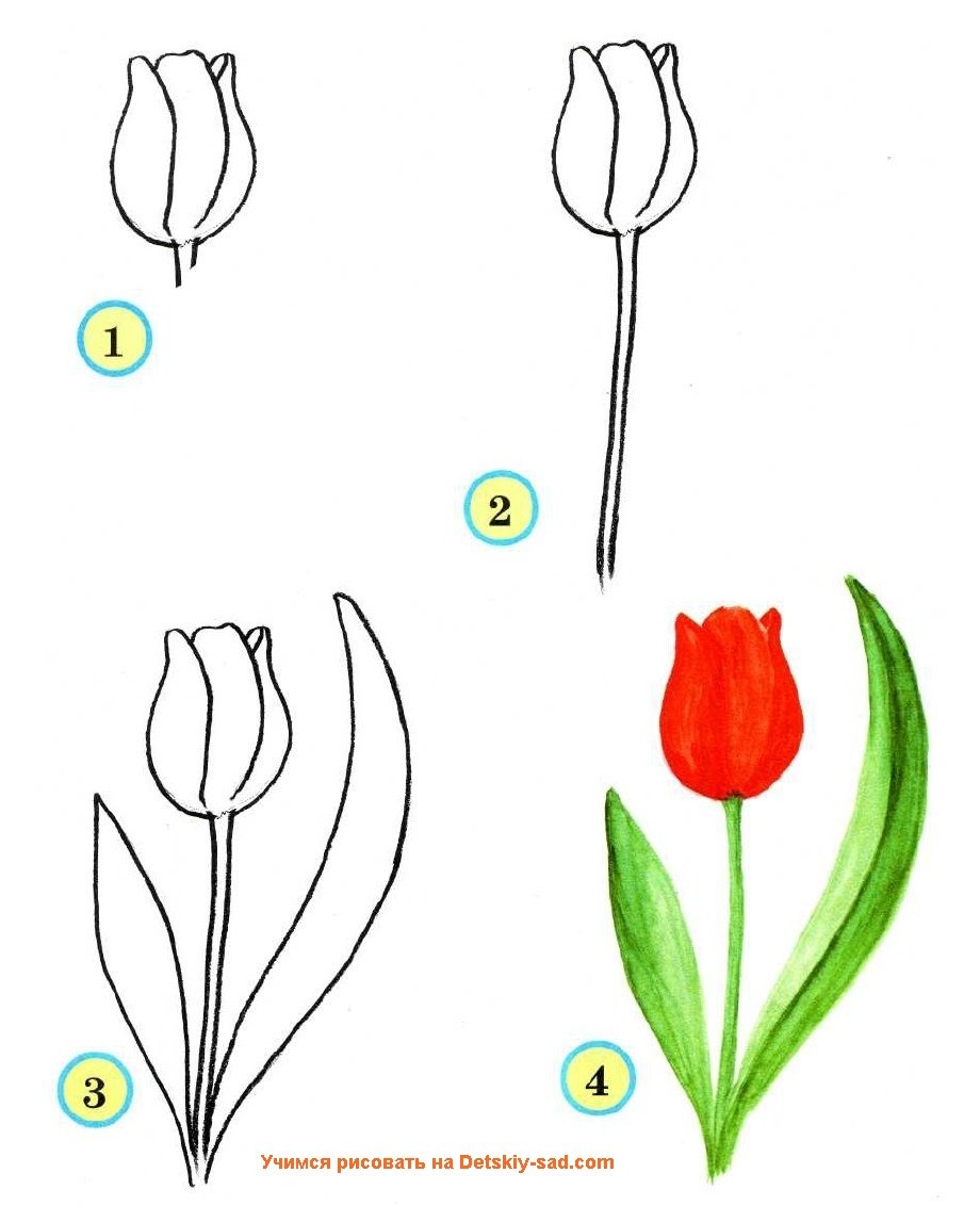 Тюльпан рисунок для детей