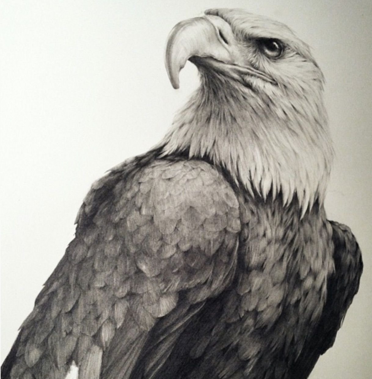 Рисунок орла. Орел карандашом. Орел зарисовка. Эскиз орла карандашом. Нарисовать орла карандашом.